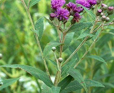 Vernonia missurica