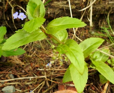 Veronica americana