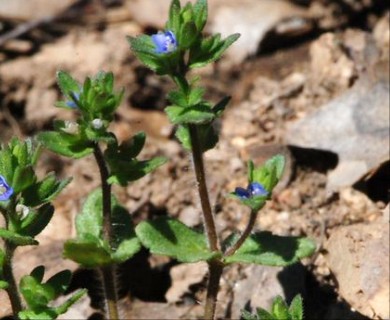 Veronica arvensis