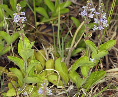 Veronica officinalis