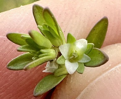 Veronica peregrina