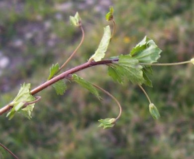 Veronica persica