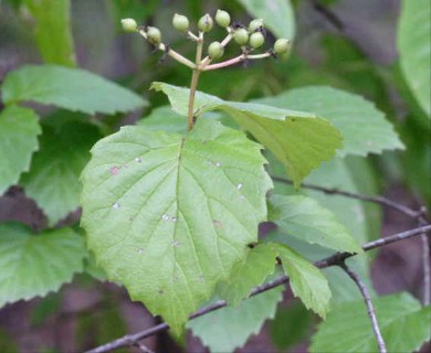 Viburnum dentatum