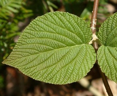 Viburnum lantanoides