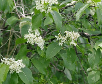 Viburnum lentago