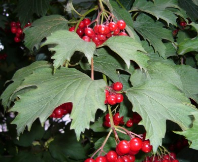 Viburnum opulus