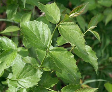 Viburnum rafinesqueanum