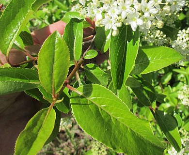 Viburnum rufidulum