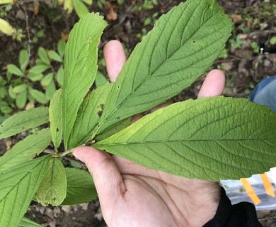 Viburnum sieboldii