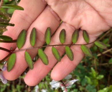 Vicia caroliniana