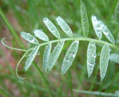 Vicia cracca