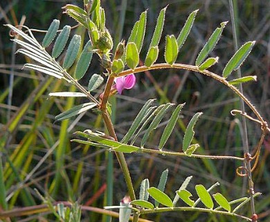 Vicia sativa