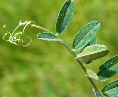 Vicia villosa