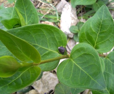 Vinca major