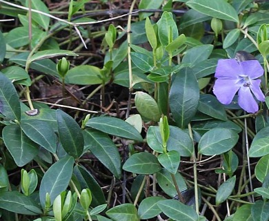 Vinca minor