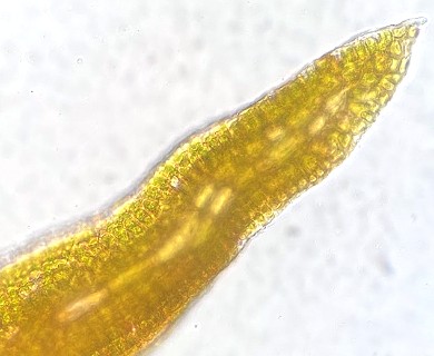 Vinealobryum eckeliae