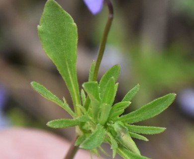 Viola bicolor