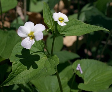 Viola canadensis