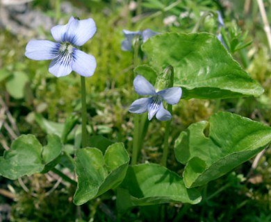 Viola cucullata