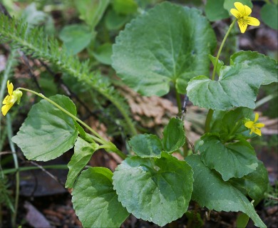 Viola glabella