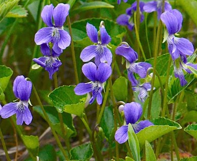 Viola nephrophylla