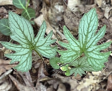 Viola palmata