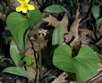 Viola pubescens