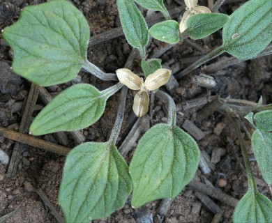 Viola purpurea