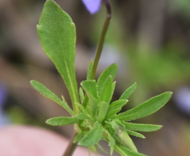 Viola rafinesquei