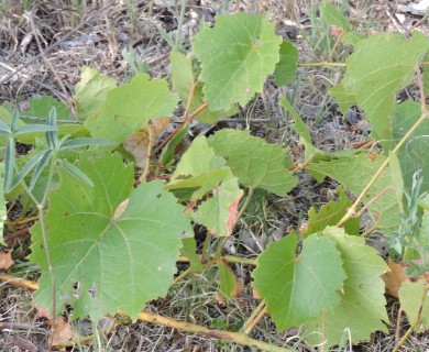 Vitis acerifolia