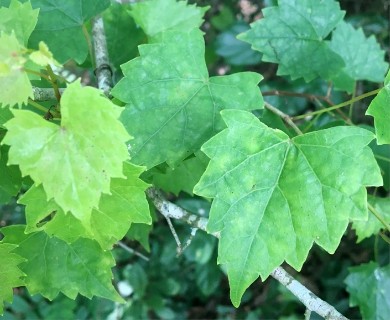 Vitis rotundifolia