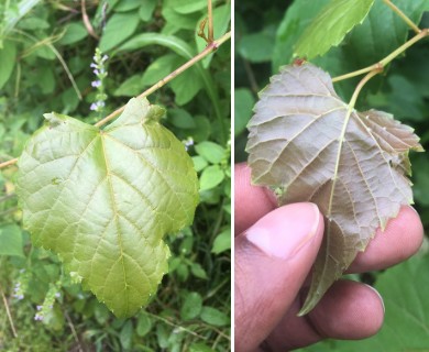 Vitis vulpina