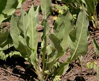 Wyethia mollis