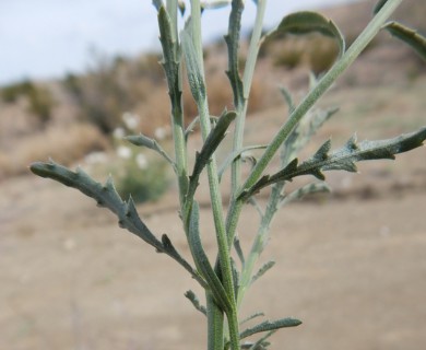 Xanthisma spinulosum