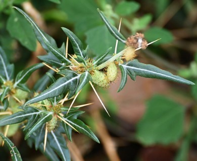 Xanthium spinosum