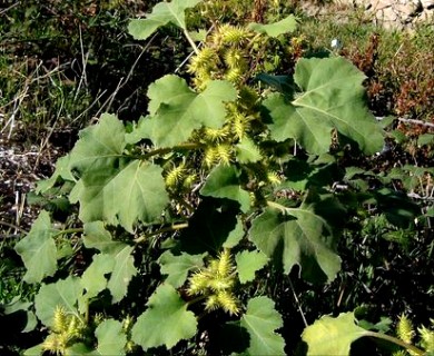 Xanthium strumarium