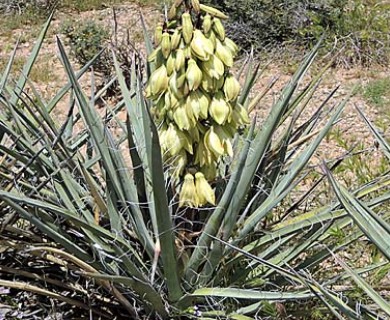 Yucca baccata