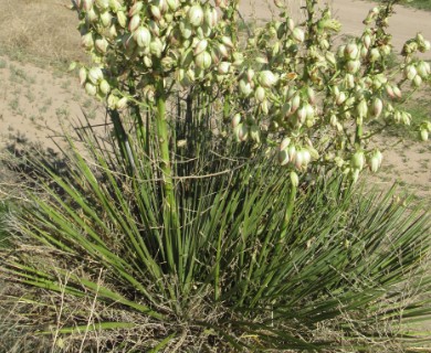 Yucca campestris