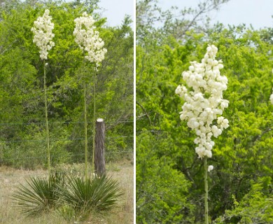 Yucca constricta