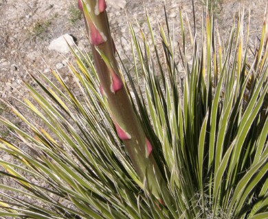 Yucca elata