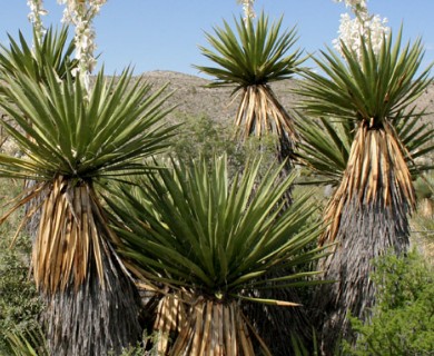 Yucca faxoniana