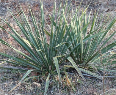 Yucca necopina