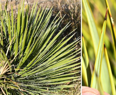 Yucca reverchonii