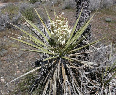 Yucca schidigera