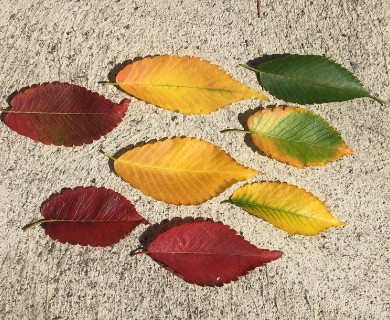 Zelkova serrata