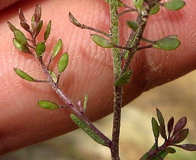 Abdra brachycarpa