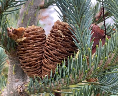 Abies balsamea