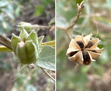 Abutilon trisulcatum