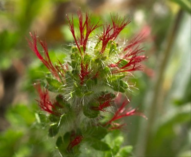 Acalypha radians