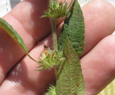 Acalypha virginica